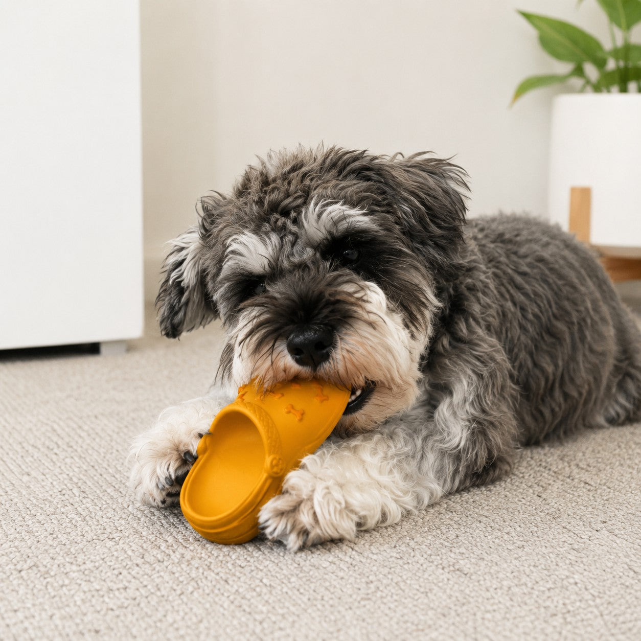 Squeaky Slipper Toy