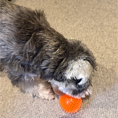 Joopy & Co orange spiky rubber ball being played with by a small grey dog on a carpeted floor.